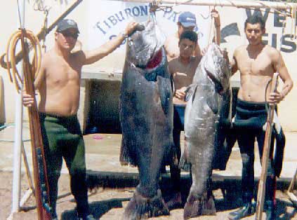 Black sea bass speared at San Quintin, Mexico
