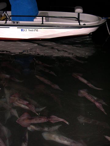 Humboldt squid gathered under boat at Isla San Marcos, Mexico