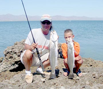 Shortfin corvina caught at Isla San Marcos, Mexico