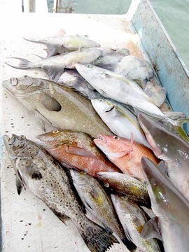 Fish caught at Isla Tortuga, Mexico