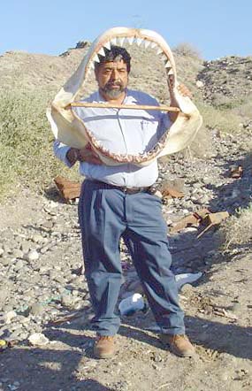 Great white shark jaws at Santa Rosalia, Mexico