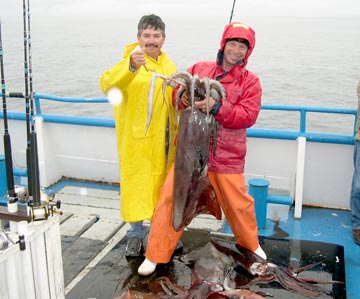 Giant Humboldt squid caught at Isla San Marcos, Mexico