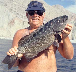 Photo of leopard grouper in normal color phase.