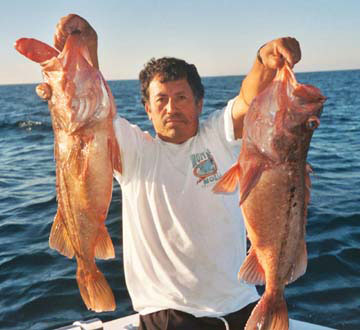 Photo of bottom fish caught at Ensenada, Mexico.