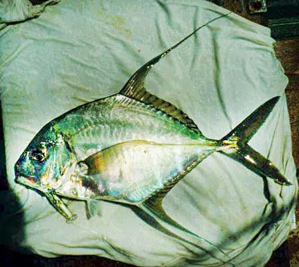 threadfin jack fish mexfish
