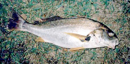 Yellowfin Croaker fish pictures and species identification