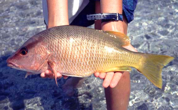yellow snapper