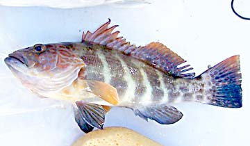 Rocky Point Mexico Fish Photo 1