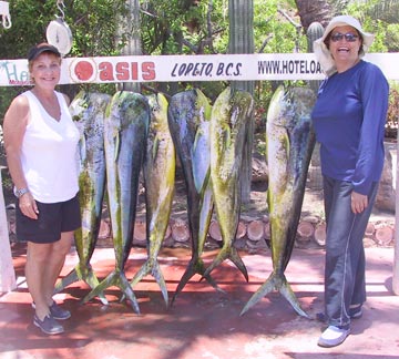 Loco white seabass fishing for Ensenada pangas, Loreto's dorado